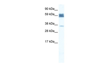 ZNF713 Rabbit Polyclonal Antibody
