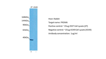PRDM6 Rabbit Polyclonal Antibody