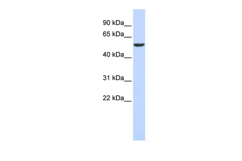 FOXD4 Rabbit Polyclonal Antibody