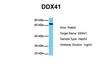 DDX41 Rabbit Polyclonal Antibody