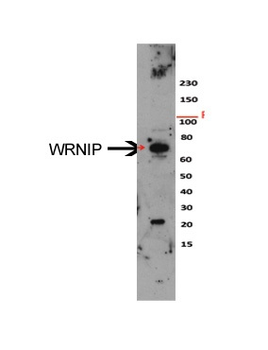 WRNIP1 Rabbit Polyclonal Antibody