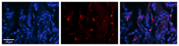 DHX30 Rabbit Polyclonal Antibody
