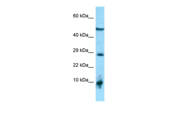 C2orf28 Rabbit Polyclonal Antibody