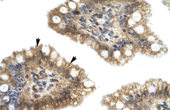 NUCB2 Rabbit Polyclonal Antibody