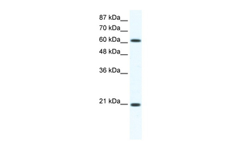 Anxa6 Rabbit Polyclonal Antibody