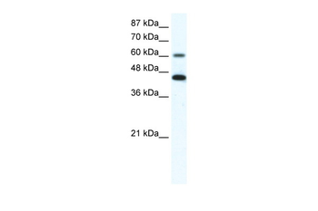ANXA6 Rabbit Polyclonal Antibody