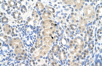 MCM7 Rabbit Polyclonal Antibody