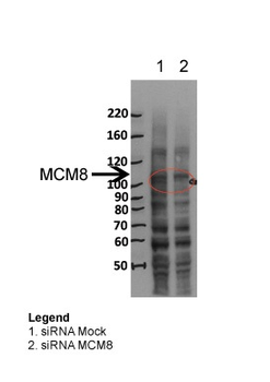 MCM8 Rabbit Polyclonal Antibody