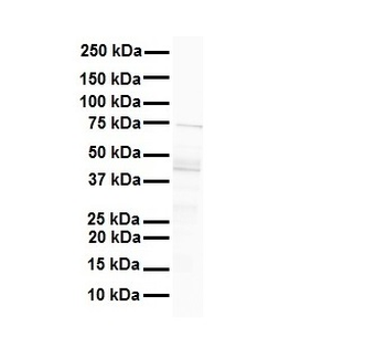 MCM9 Rabbit Polyclonal Antibody