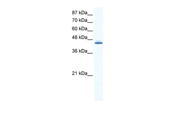 ALX4 Rabbit Polyclonal Antibody