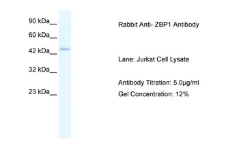ZBP1 Rabbit Polyclonal Antibody