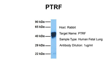 CAVIN1 Rabbit Polyclonal Antibody