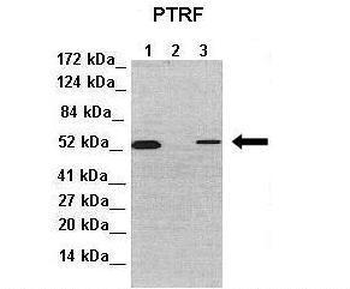 CAVIN1 Rabbit Polyclonal Antibody