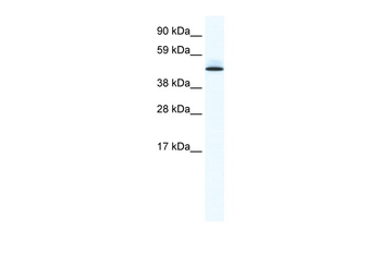 CAVIN1 Rabbit Polyclonal Antibody