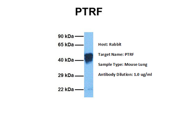 CAVIN1 Rabbit Polyclonal Antibody