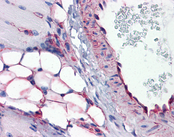 CAVIN1 Rabbit Polyclonal Antibody