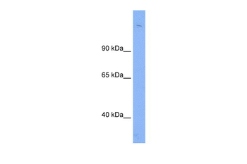 Sin3b Rabbit Polyclonal Antibody