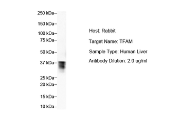 TFAM Rabbit Polyclonal Antibody