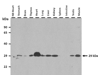 Tfam Rabbit Polyclonal Antibody