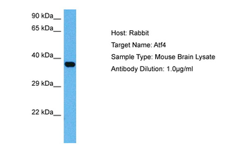 Atf4 Rabbit Polyclonal Antibody