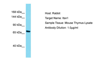 Itsn1 Rabbit Polyclonal Antibody