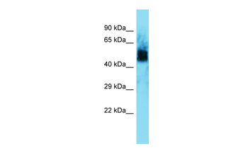 Uncx Rabbit Polyclonal Antibody