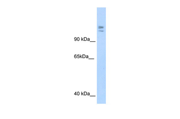 MYBBP1A Rabbit Polyclonal Antibody