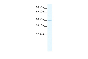 TEF Rabbit Polyclonal Antibody
