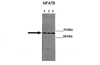 NFAT5 Rabbit Polyclonal Antibody