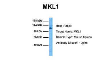MKL1 Rabbit Polyclonal Antibody