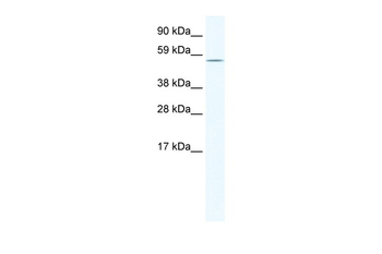 HOMEZ Rabbit Polyclonal Antibody