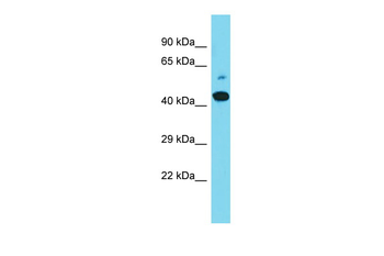 Maml2 Rabbit Polyclonal Antibody