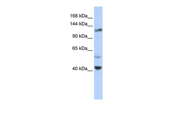 KCNH3 Rabbit Polyclonal Antibody