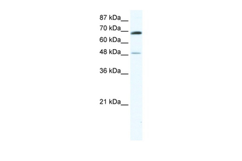 ZNF35 Rabbit Polyclonal Antibody