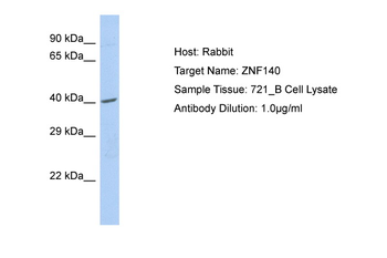 ZNF140 Rabbit Polyclonal Antibody