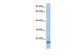 SCAND1 Rabbit Polyclonal Antibody