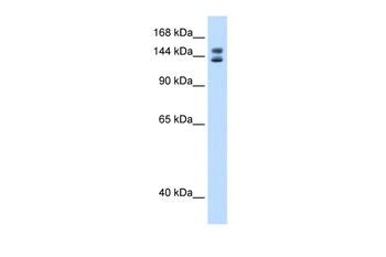Mybbp1a Rabbit Polyclonal Antibody