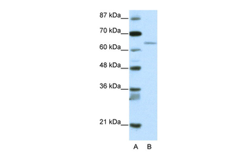 RFX5 Rabbit Polyclonal Antibody