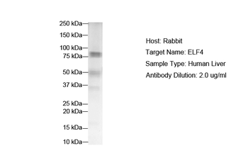 ELF4 Rabbit Polyclonal Antibody