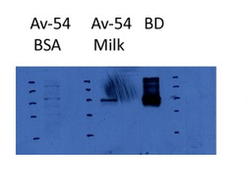 HIF1A Rabbit Polyclonal Antibody