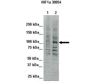 HIF1A Rabbit Polyclonal Antibody