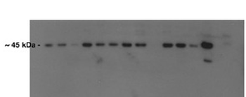 Atf4 Rabbit Polyclonal Antibody