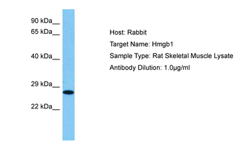 HMGB1 Rabbit Polyclonal Antibody