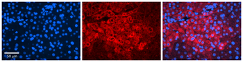 IRF1 Rabbit Polyclonal Antibody