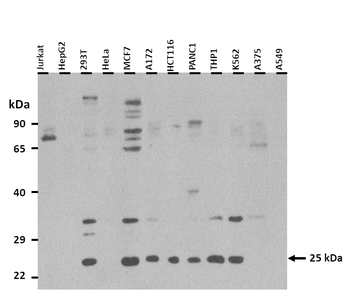 MXD1 Rabbit Polyclonal Antibody