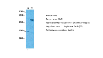 MXD1 Rabbit Polyclonal Antibody