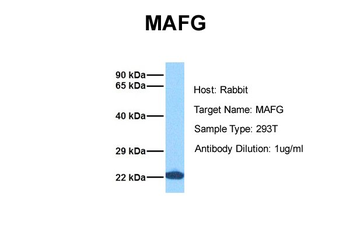 MAFG Rabbit Polyclonal Antibody