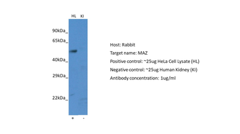 MAZ Rabbit Polyclonal Antibody