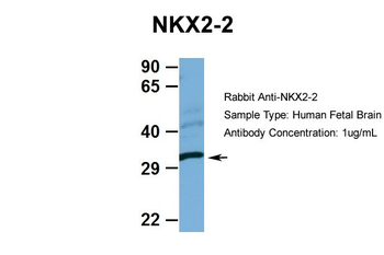 NKX2-2 Rabbit Polyclonal Antibody