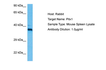 PITX1 Rabbit Polyclonal Antibody